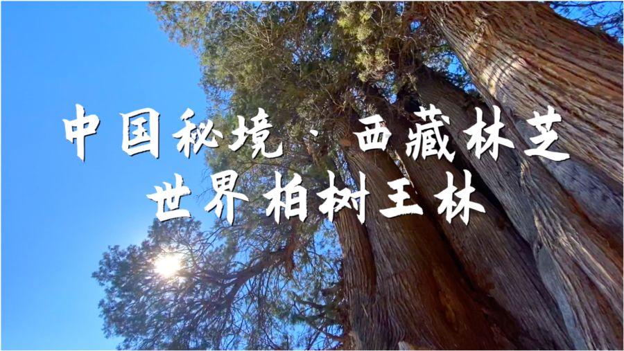 功夫熊猫官方手游
